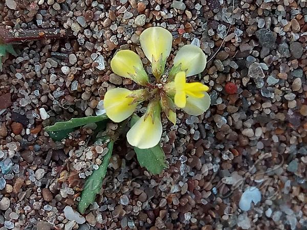 Hooked Wild Fenugreek